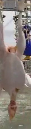 bird 1