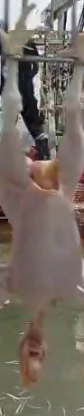 bird 20