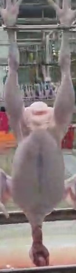 bird 2