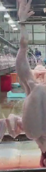bird 62