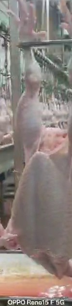 bird 2