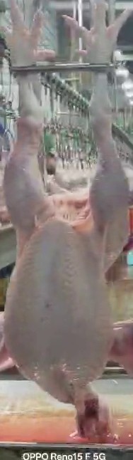 bird 17